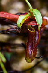 Nepenthes gracilis