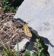 Setina aurita