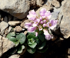 Noccaea rotundifolia