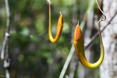 Nepenthes rafflesiana