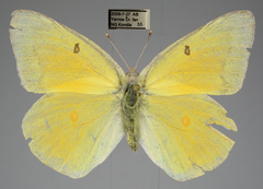 Colias christina