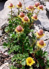Geum reptans
