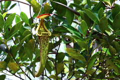 Nepenthes rafflesiana