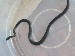 Philothamnus occidentalis