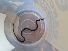 Philothamnus occidentalis