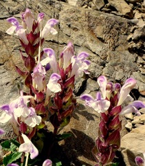 Scutellaria alpina