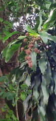 Dracaena fragrans