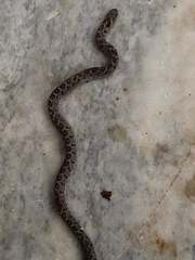 Dasypeltis scabra