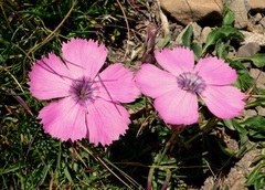 Dianthus pavonius