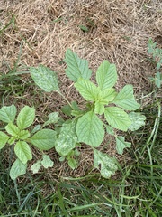 Amaranthus blitum