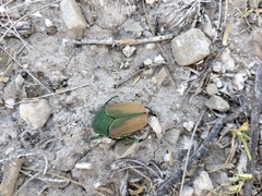 Cotinis mutabilis