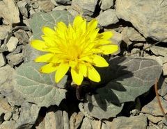 Crepis pygmaea