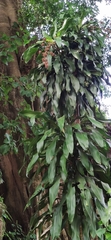 Dracaena fragrans