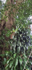 Dracaena fragrans