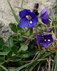 Veronica fruticans