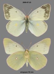 Colias christina