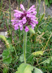 Betonica hirsuta