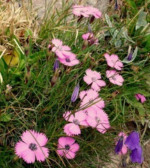 Dianthus pavonius