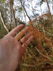 Taxodium distichum