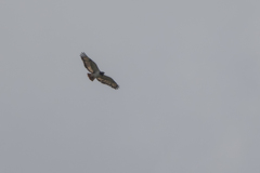 Buteo augur