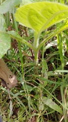 Smallanthus pyramidalis