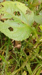 Smallanthus pyramidalis