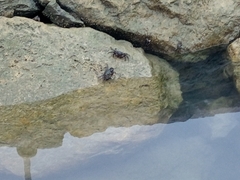 Pachygrapsus marmoratus