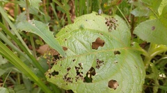 Smallanthus pyramidalis