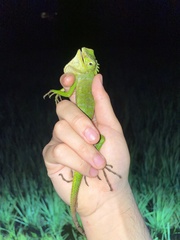 Bronchocela jubata