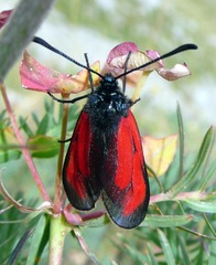 Zygaena purpuralis