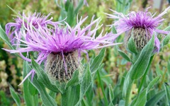 Centaurea uniflora