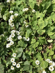 Ipomoea corymbosa