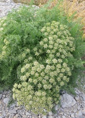 Laserpitium gallicum