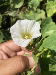 Ipomoea corymbosa