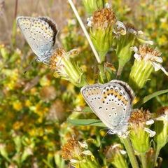 Plebejus idas