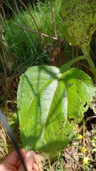 Smallanthus pyramidalis