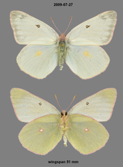 Colias christina