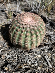 Echinocereus pectinatus