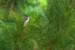 Hemipus hirundinaceus