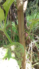 Smallanthus pyramidalis