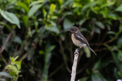 Saxicola torquatus