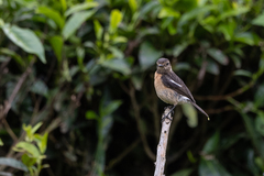 Saxicola torquatus