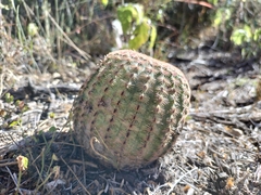 Echinocereus pectinatus