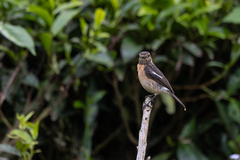 Saxicola torquatus
