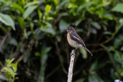 Saxicola torquatus