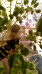 Misumena vatia