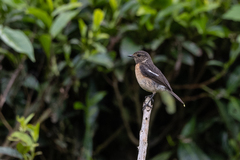 Saxicola torquatus
