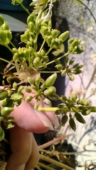 Misumena vatia