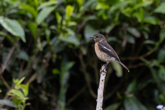 Saxicola torquatus