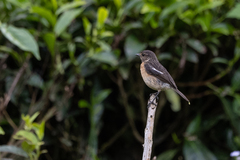 Saxicola torquatus